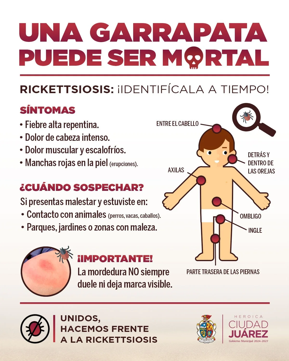 Ciudad Juárez intensifica fumigaciones y reparte antiparasitarios gratis ante la rickettsiosis endémica