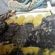 Vinculan a proceso a hombre detenido con 24 costales de almeja catarina en veda en Comondú, BCS - imagen 3