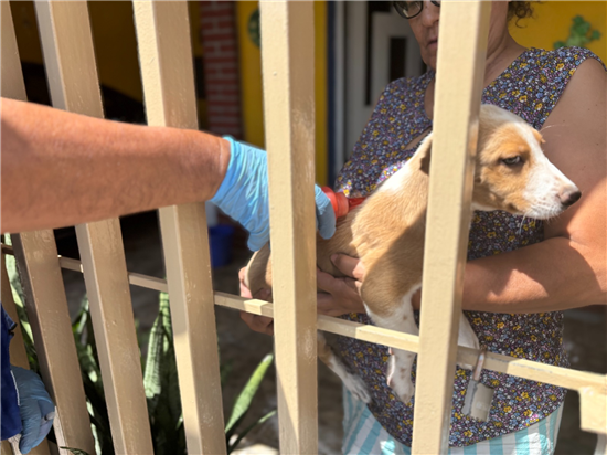 Programa 'Patio de Mi Casa' llega a cuatro colonias del norte de Chihuahua con servicios gratuitos contra la rickettsia