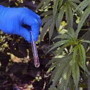 FGR destruye 12 kilos de marihuana y amapola en cateo en Atempan, Puebla - imagen 5