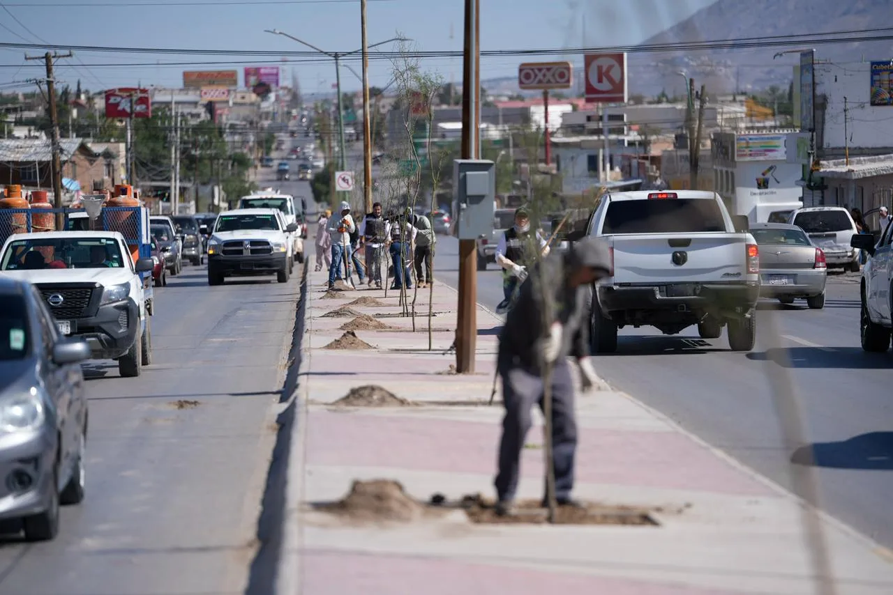 Plantan 175 árboles de huizache en la avenida De los Aztecas de Ciudad Juárez - imagen 4
