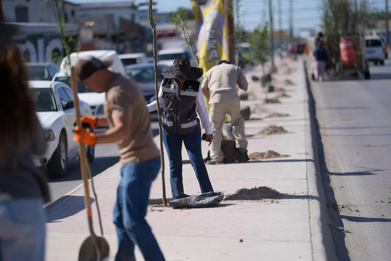 Plantan 175 árboles de huizache en la avenida De los Aztecas de Ciudad Juárez - imagen 5