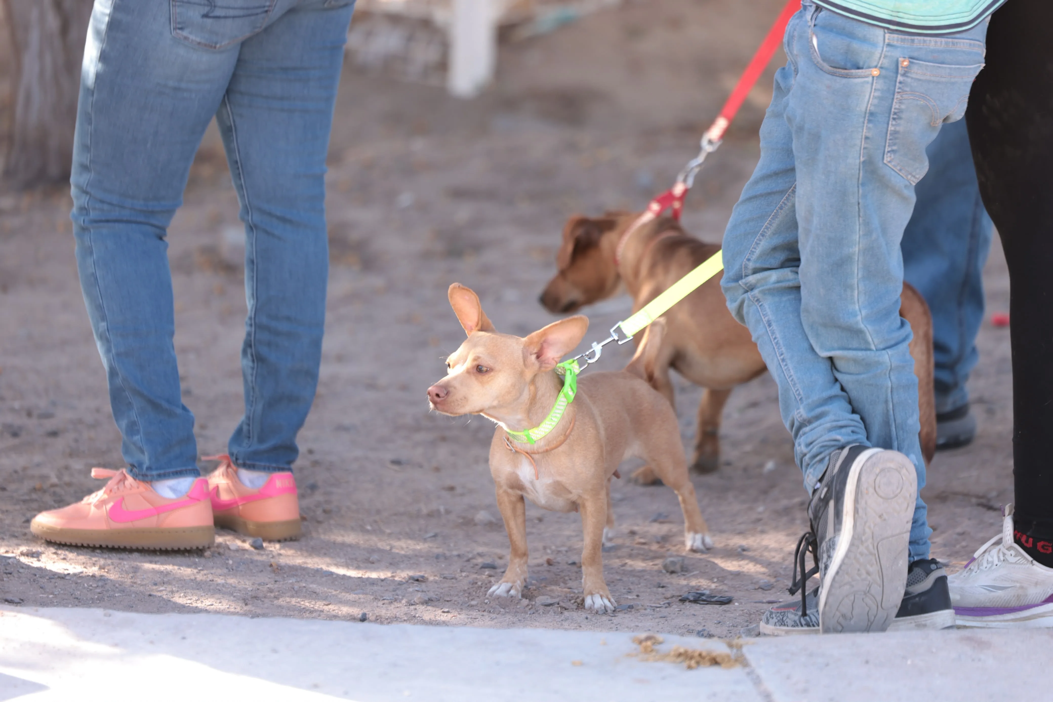 DABA realiza campaña gratuita de esterilización en Riberas del Bravo con 380 procedimientos programados - imagen 1