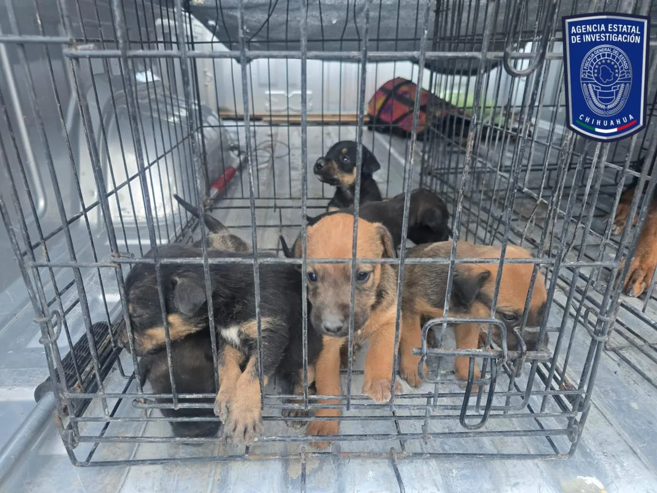 Aseguran 37 caninos por maltrato en cateos realizados en Ciudad Juárez - imagen 1
