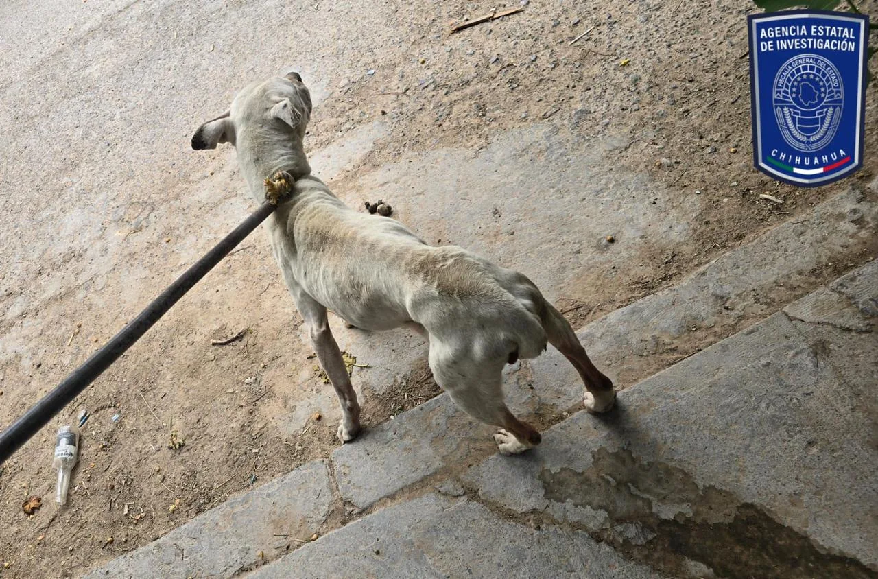 Aseguran 37 caninos por maltrato en cateos realizados en Ciudad Juárez - imagen 4