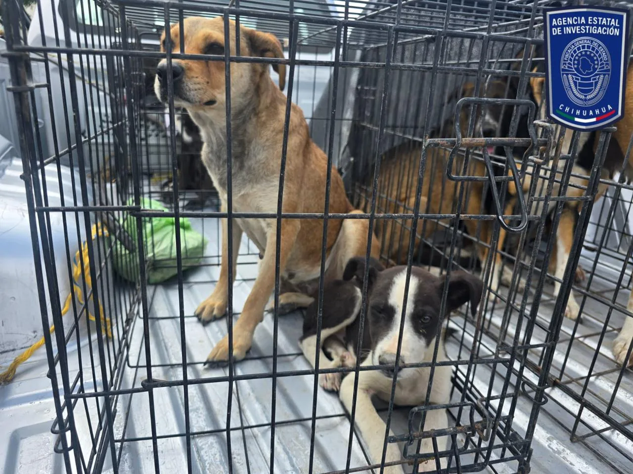 Aseguran 37 caninos por maltrato en cateos realizados en Ciudad Juárez - imagen 6