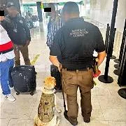 Detienen a dos hombres en Tijuana con 52 kilos de cocaína en aeropuerto - imagen 1