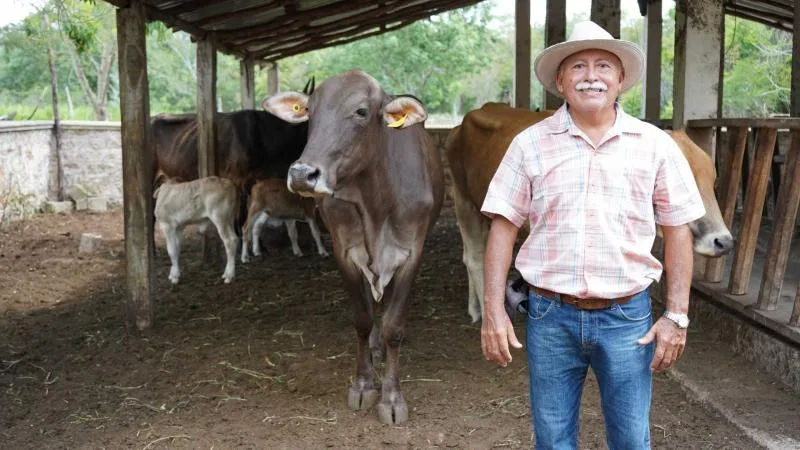 Programa Renacimiento Ganadero impulsa la producción de ganado Brahman en Yucatán