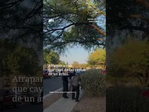 Policías rescatan a un oso que cayó de un árbol en Rancho Sahuarita, Arizona