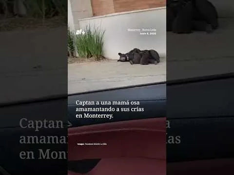 Mamá osa amamanta a sus crías en Sierra Alta, Monterrey