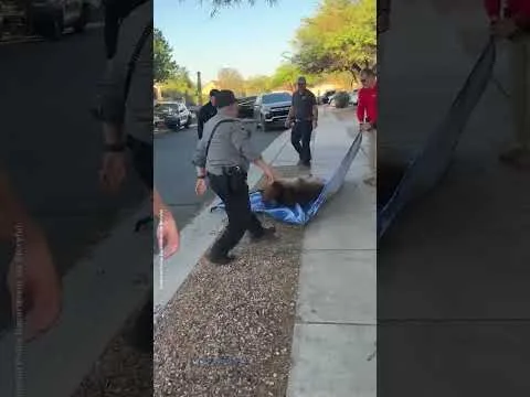 Rescate controlado: captan la caída de un oso en Arizona durante operativo de reubicación