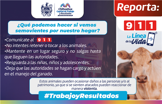 Chihuahua retira 25 animales mostrencos de vías públicas para prevenir accidentes en 2026