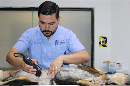 Coordinación de Medio Ambiente y Protección Animal en Chihuahua cumple un año con miles de acciones ciudadanas - imagen 7