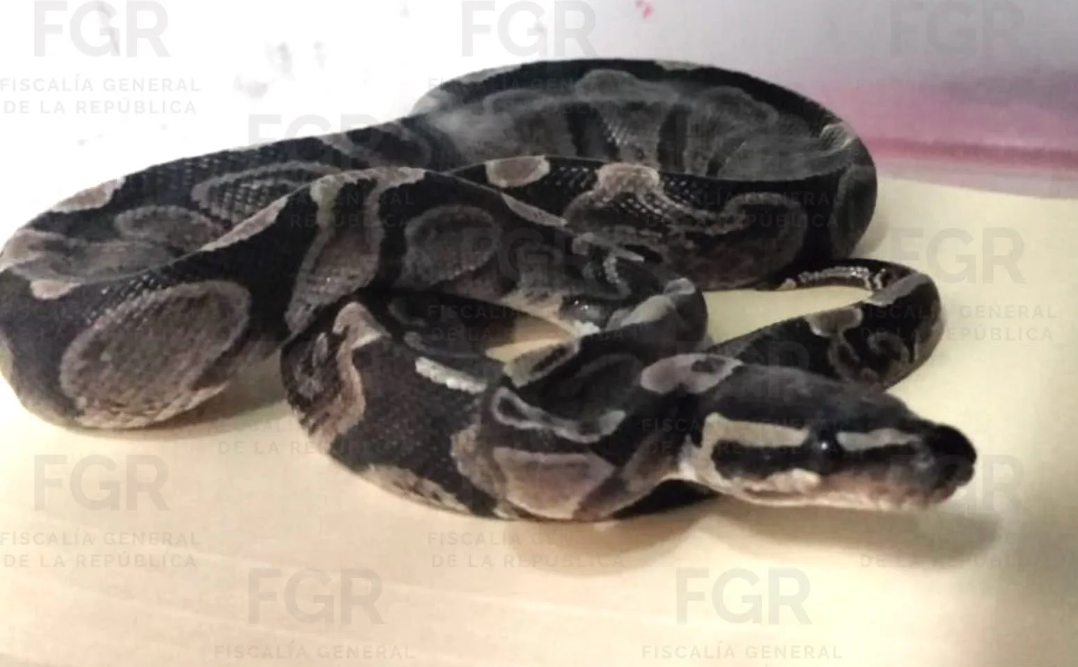 FGR asegura fauna silvestre en peligro de extinción en Zapopan, Jalisco