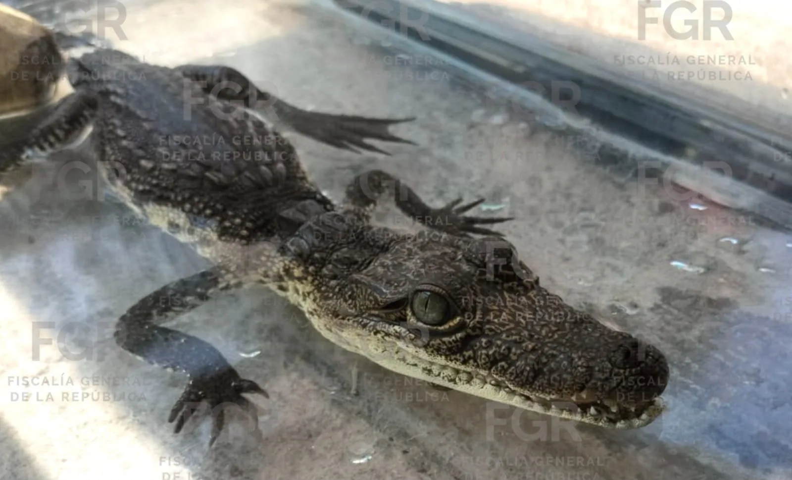 FGR asegura fauna silvestre en peligro de extinción en Zapopan, Jalisco - imagen 2