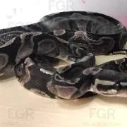 FGR asegura fauna silvestre en peligro de extinción en Zapopan, Jalisco - imagen 1