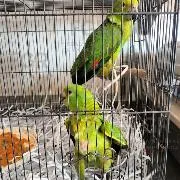 FGR asegura fauna silvestre en peligro de extinción en Zapopan, Jalisco - imagen 7