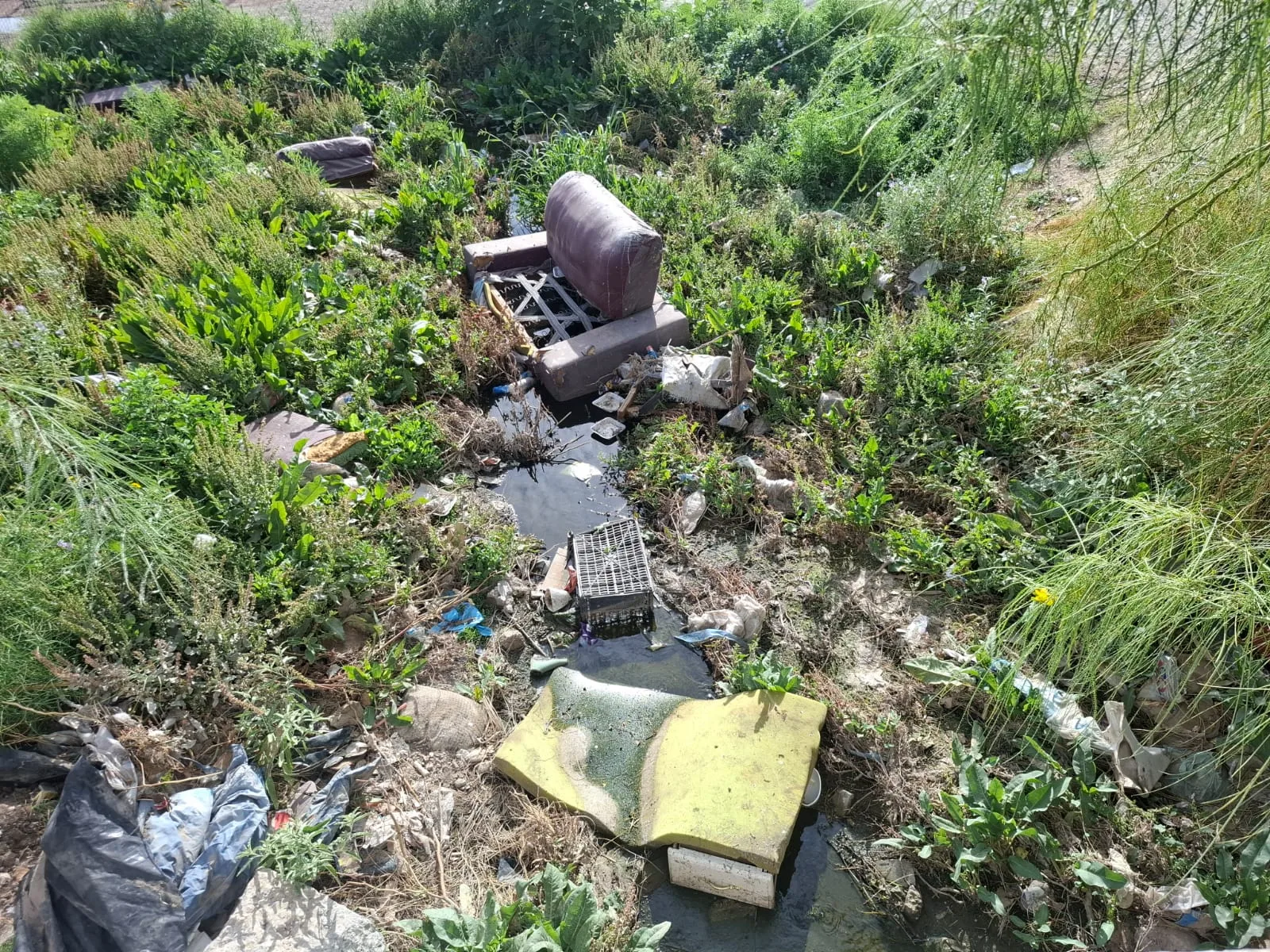 Comerciantes y ciudadanos participan en limpieza y reforestación en Mercado Libertad de Juárez - imagen 5