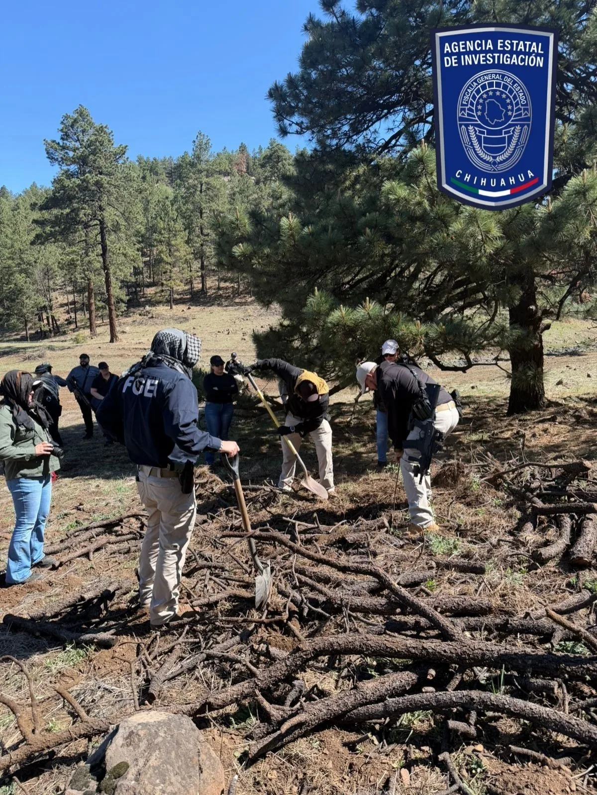 FGE Occidente y Comisión Local de Búsqueda realizan rastreo en el Ejido Largo Maderal, en Madera