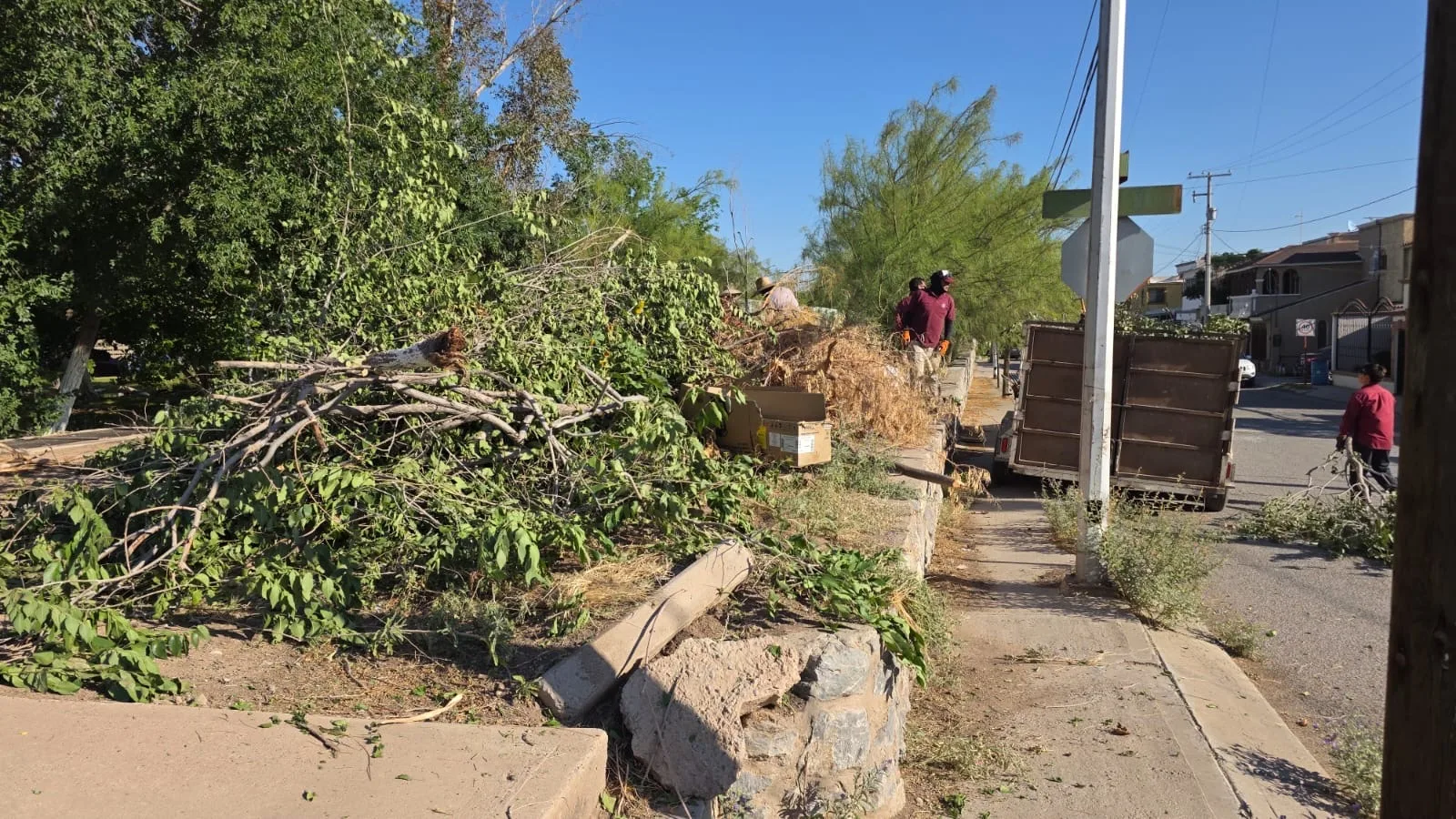 Retiran 15 árboles caídos tras fuertes vientos en Ciudad Juárez