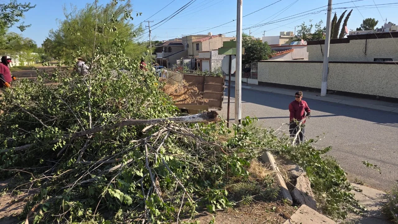 Retiran 15 árboles caídos tras fuertes vientos en Ciudad Juárez - imagen 1