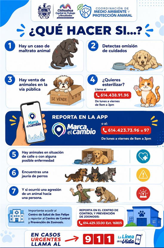 Dónde reportar perros en situación de calle y maltrato en Chihuahua: guía municipal 2026